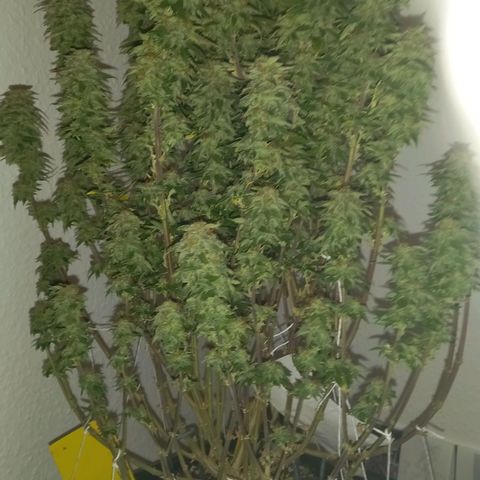 Critical growlog timeline photo