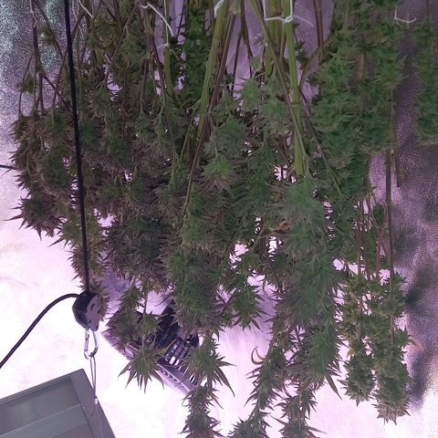 Critical growlog timeline photo