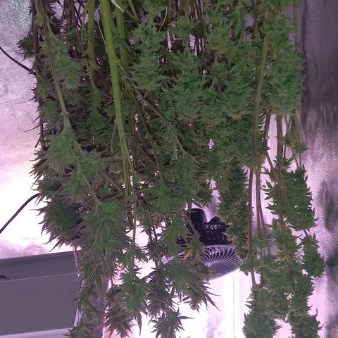 Critical growlog timeline photo