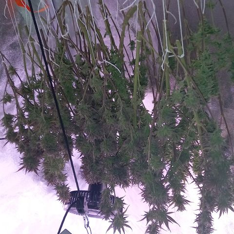Critical growlog timeline photo