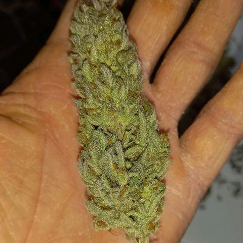 Critical growlog timeline photo