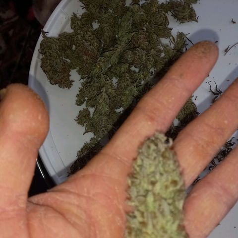 Critical growlog timeline photo
