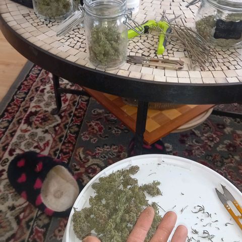 Critical growlog timeline photo