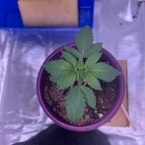 LA in Violet growlog timeline photo