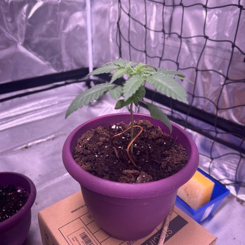LA in Violet growlog timeline photo