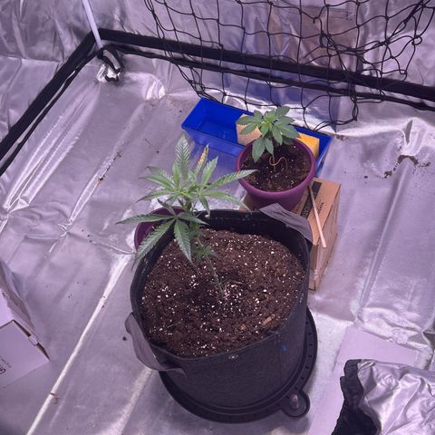 LA in Violet growlog timeline photo