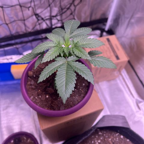 LA in Violet growlog photo: LA In Violet 