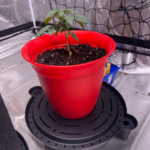 LA in Violet growlog timeline photo