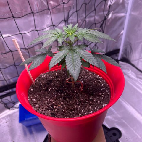 LA in Violet growlog timeline photo