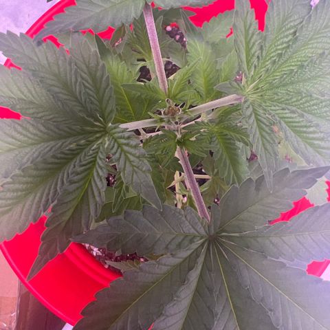 LA in Violet growlog timeline photo