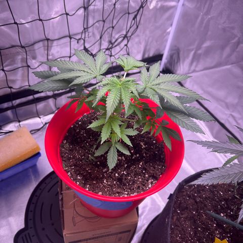 LA in Violet growlog timeline photo