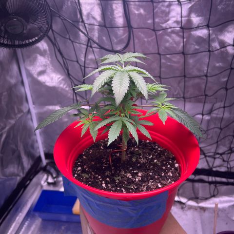 LA in Violet growlog timeline photo