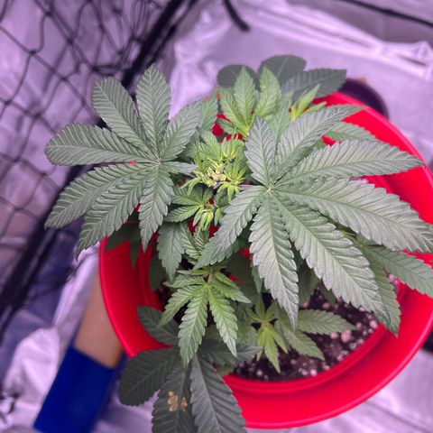 LA in Violet growlog timeline photo