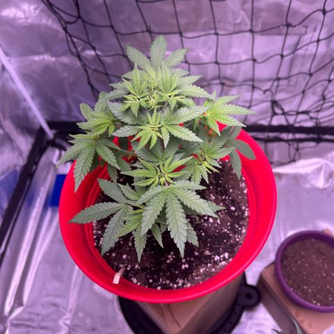 LA in Violet growlog timeline photo