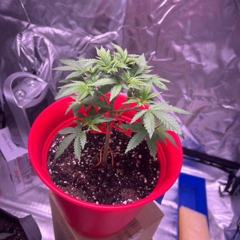 LA in Violet growlog timeline photo