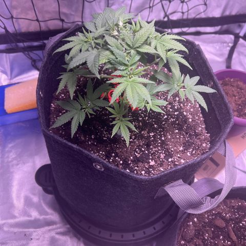 LA in Violet growlog timeline photo