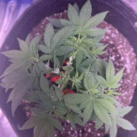LA in Violet growlog timeline photo