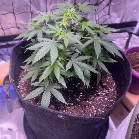 LA in Violet growlog timeline photo