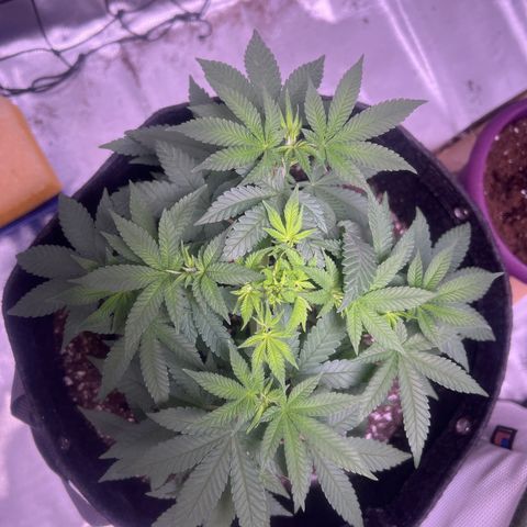 LA in Violet growlog timeline photo