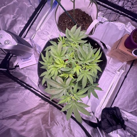 LA in Violet growlog timeline photo