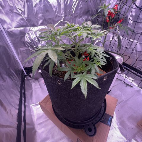 LA in Violet growlog timeline photo