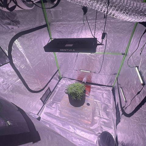 LA in Violet growlog timeline photo
