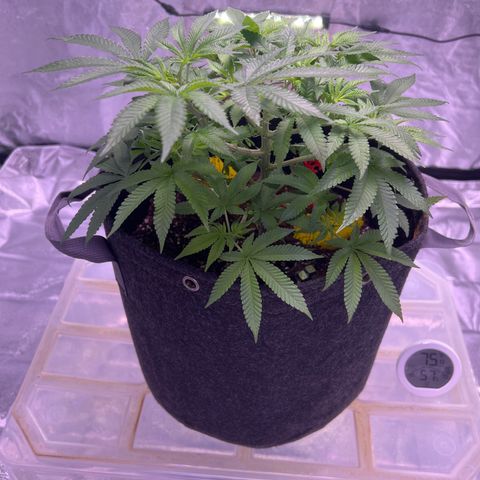 LA in Violet growlog timeline photo