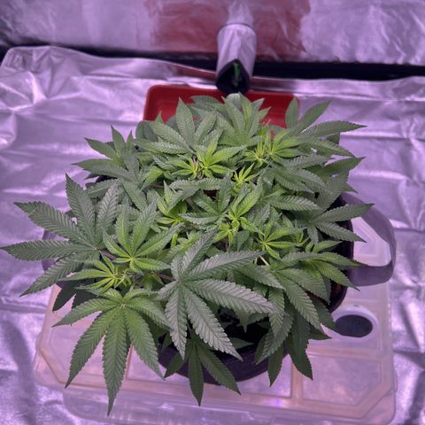 LA in Violet growlog timeline photo