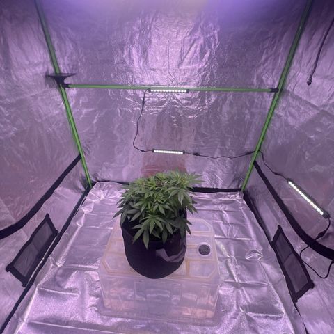 LA in Violet growlog timeline photo