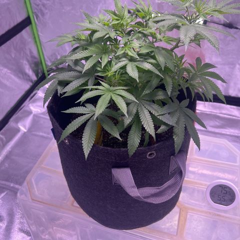 LA in Violet growlog timeline photo