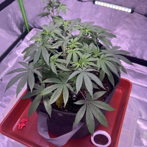 LA in Violet growlog timeline photo