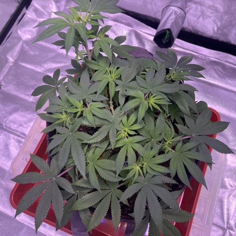 LA in Violet growlog timeline photo