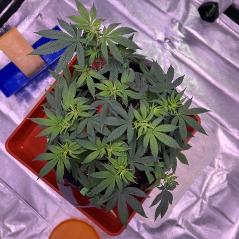 LA in Violet growlog timeline photo