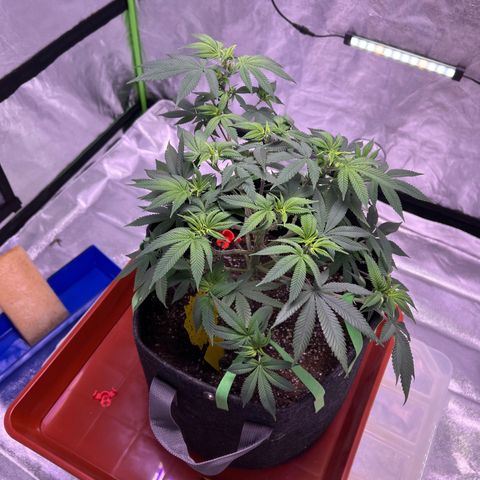 LA in Violet growlog timeline photo