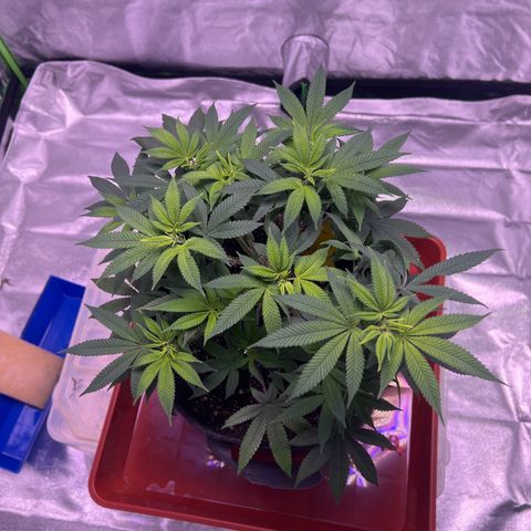 LA in Violet growlog timeline photo