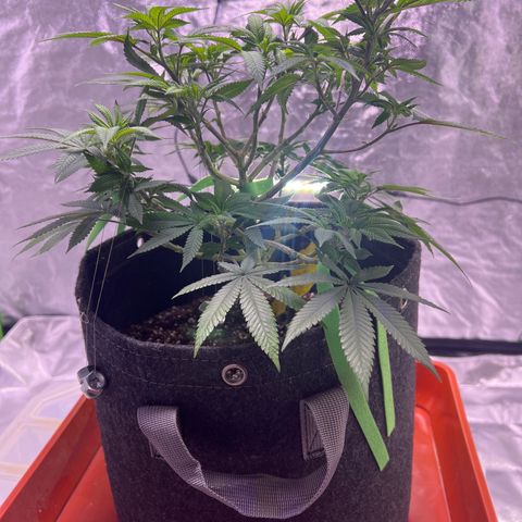 LA in Violet growlog timeline photo