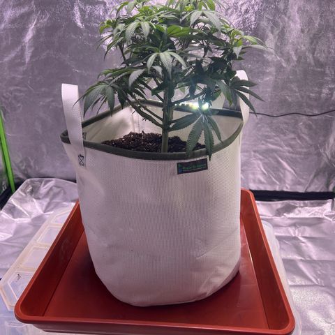 LA in Violet growlog timeline photo