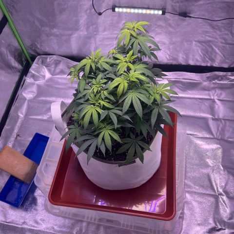 LA in Violet growlog timeline photo