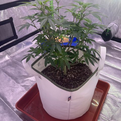 LA in Violet growlog timeline photo