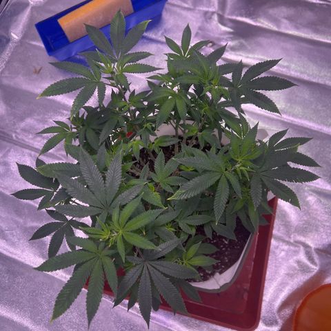 LA in Violet growlog timeline photo