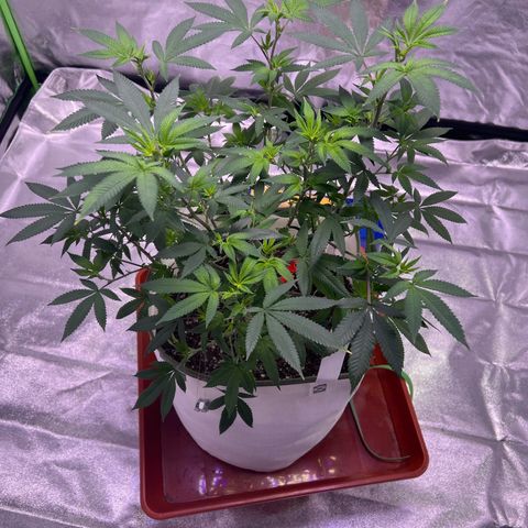 LA in Violet growlog photo: Day 1 of Flowering