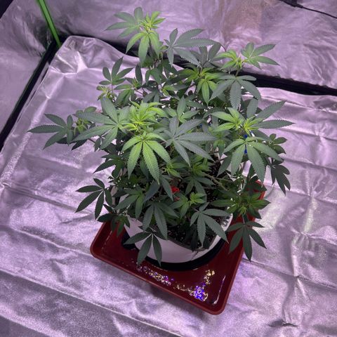 LA in Violet growlog timeline photo