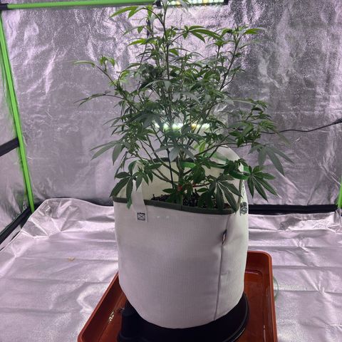 LA in Violet growlog timeline photo