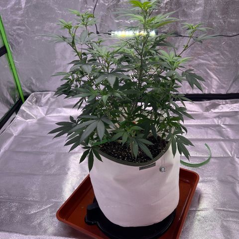LA in Violet growlog timeline photo