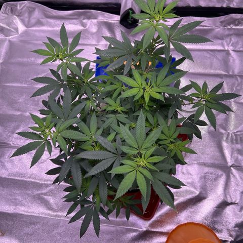 LA in Violet growlog timeline photo
