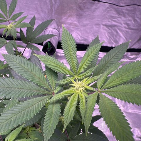 LA in Violet growlog timeline photo