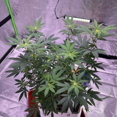 LA in Violet growlog timeline photo