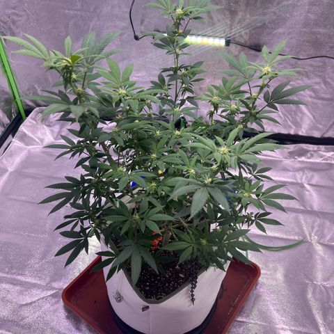 LA in Violet growlog timeline photo