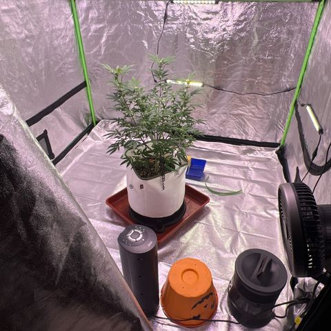 LA in Violet growlog timeline photo