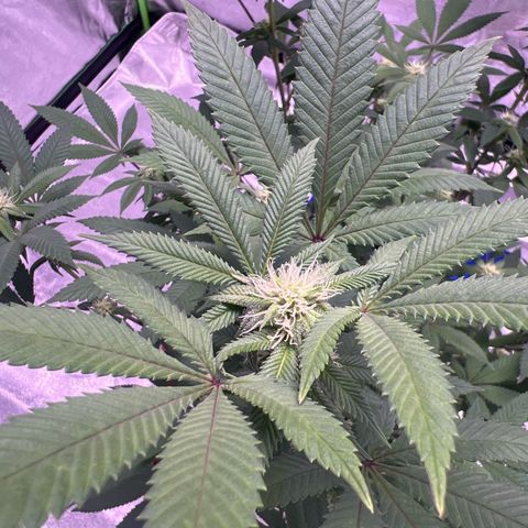 LA in Violet growlog timeline photo